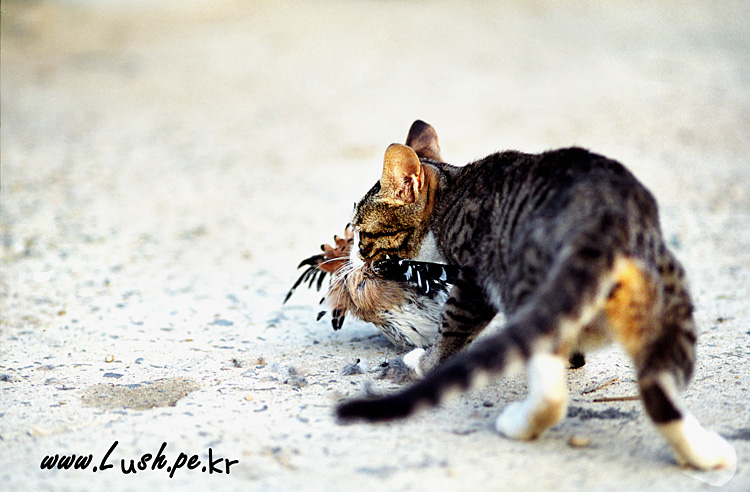 LUSH_KAN_lush2 20r_rs750.jpg