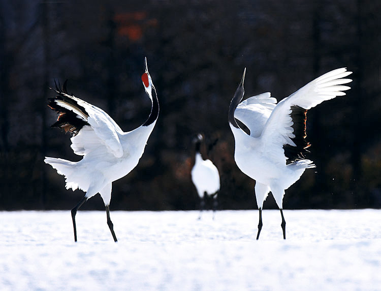 황규선_사랑의 표현_7682_5X7_rs750.jpg