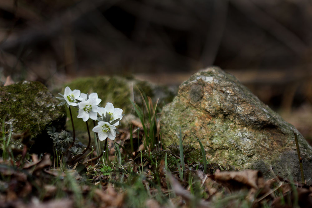 12-03-18 tad 009-1.jpg