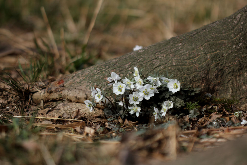 12-03-18 tad 056-1.jpg