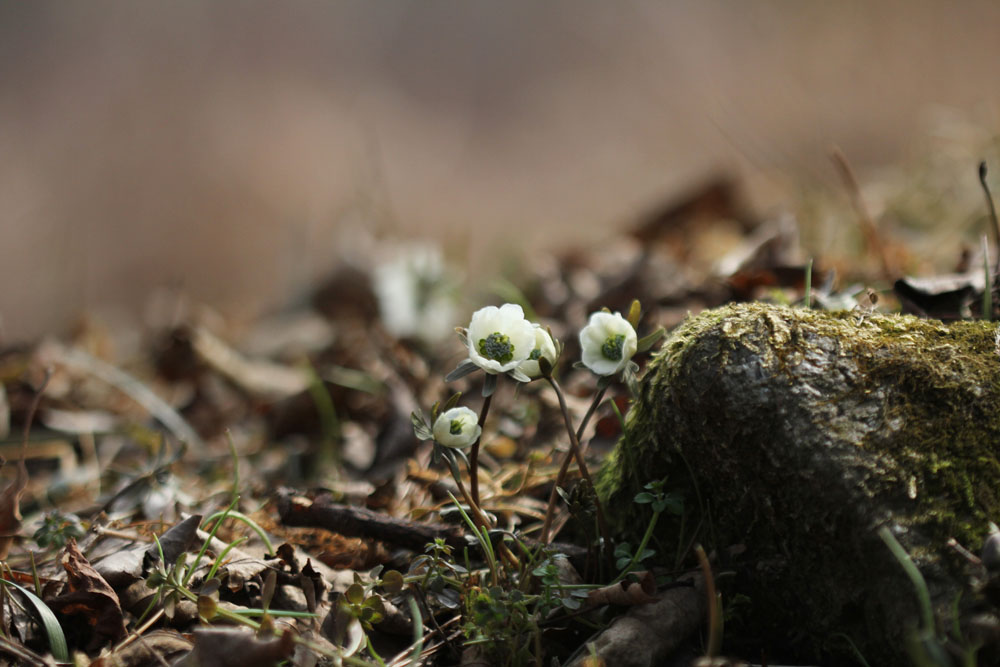 12-03-18 tad 126-1.jpg