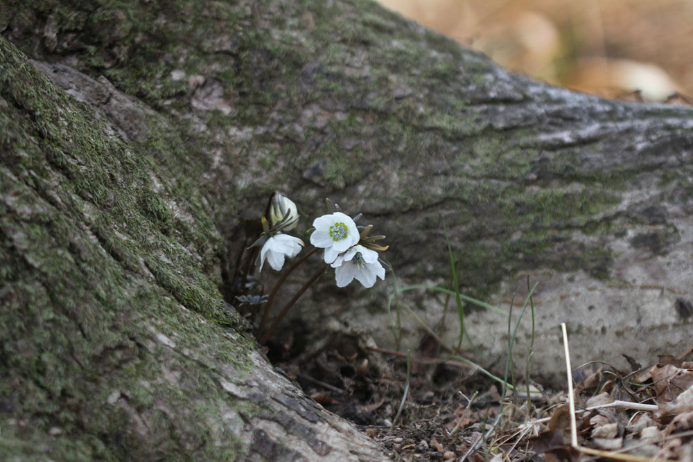 12-03-18 tad 033-1.jpg