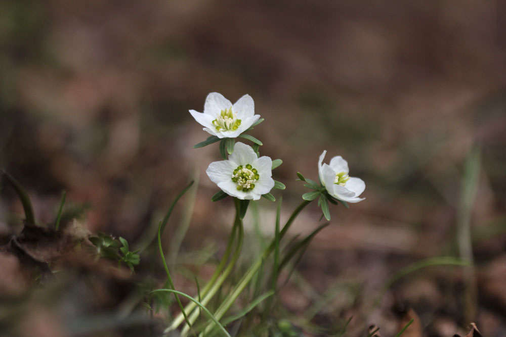 12-03-18 tad 117-1.jpg