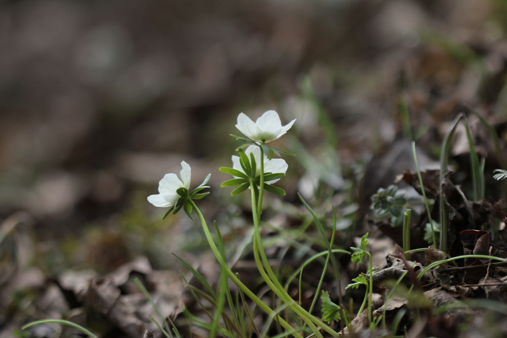 12-03-18 tad 122-1.jpg