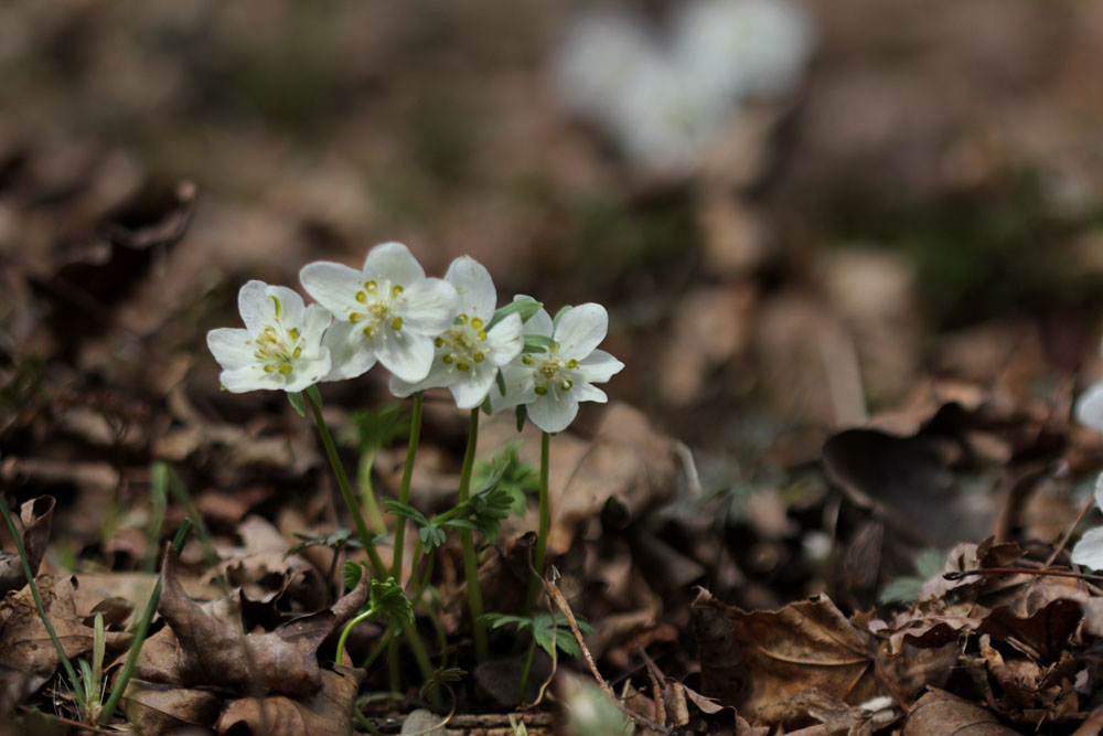 12-03-18 tad 052-1.jpg