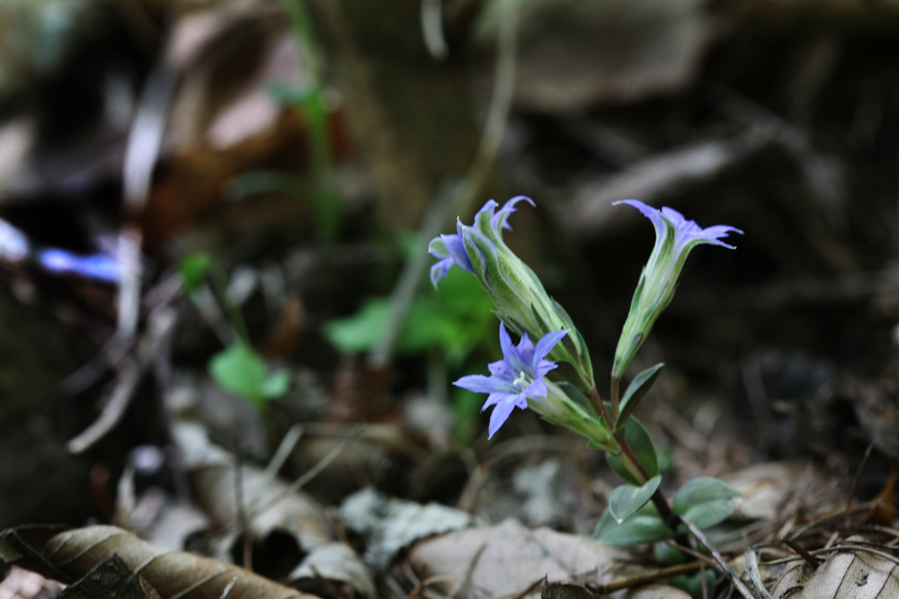 10-05-04 cjd 096-1.jpg