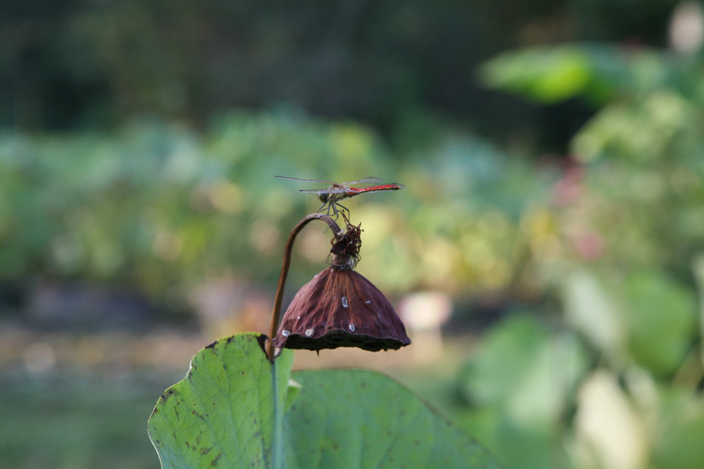 10-09-16 tad 094-1.jpg