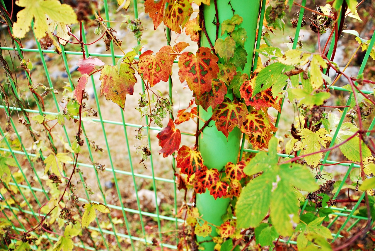 1280 111023 남이섬 354.jpg