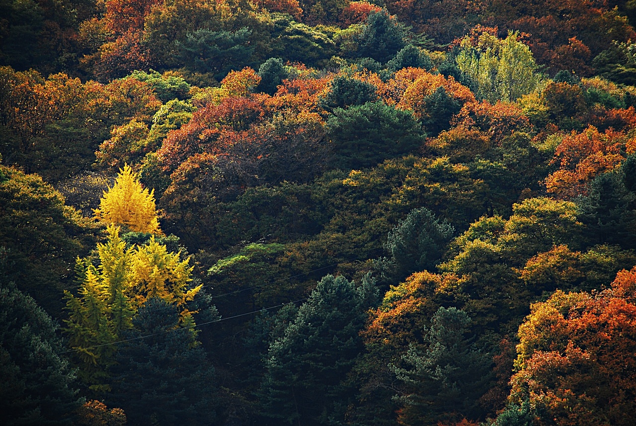 1280 111023 남이섬 362.jpg