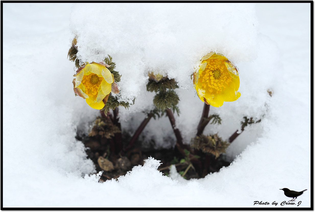 2010.03.18-3-보문산 자락 설중 복수초D3S_6000.jpg