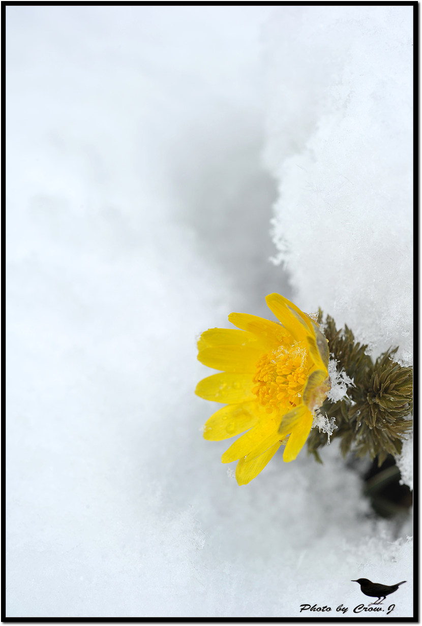 2010.03.18-3-보문산 자락 설중 복수초D3S_6002.jpg