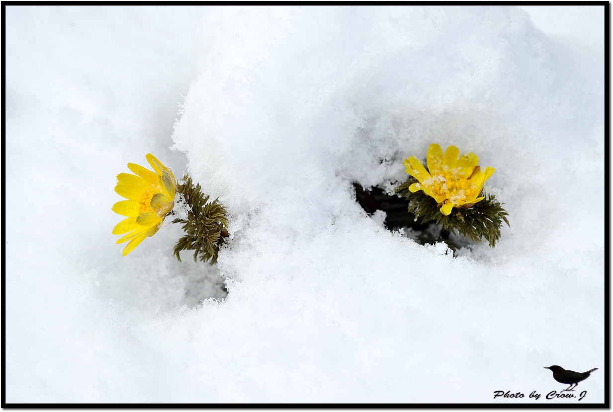 2010.03.18-3-보문산 자락 설중 복수초D3S_6003.jpg