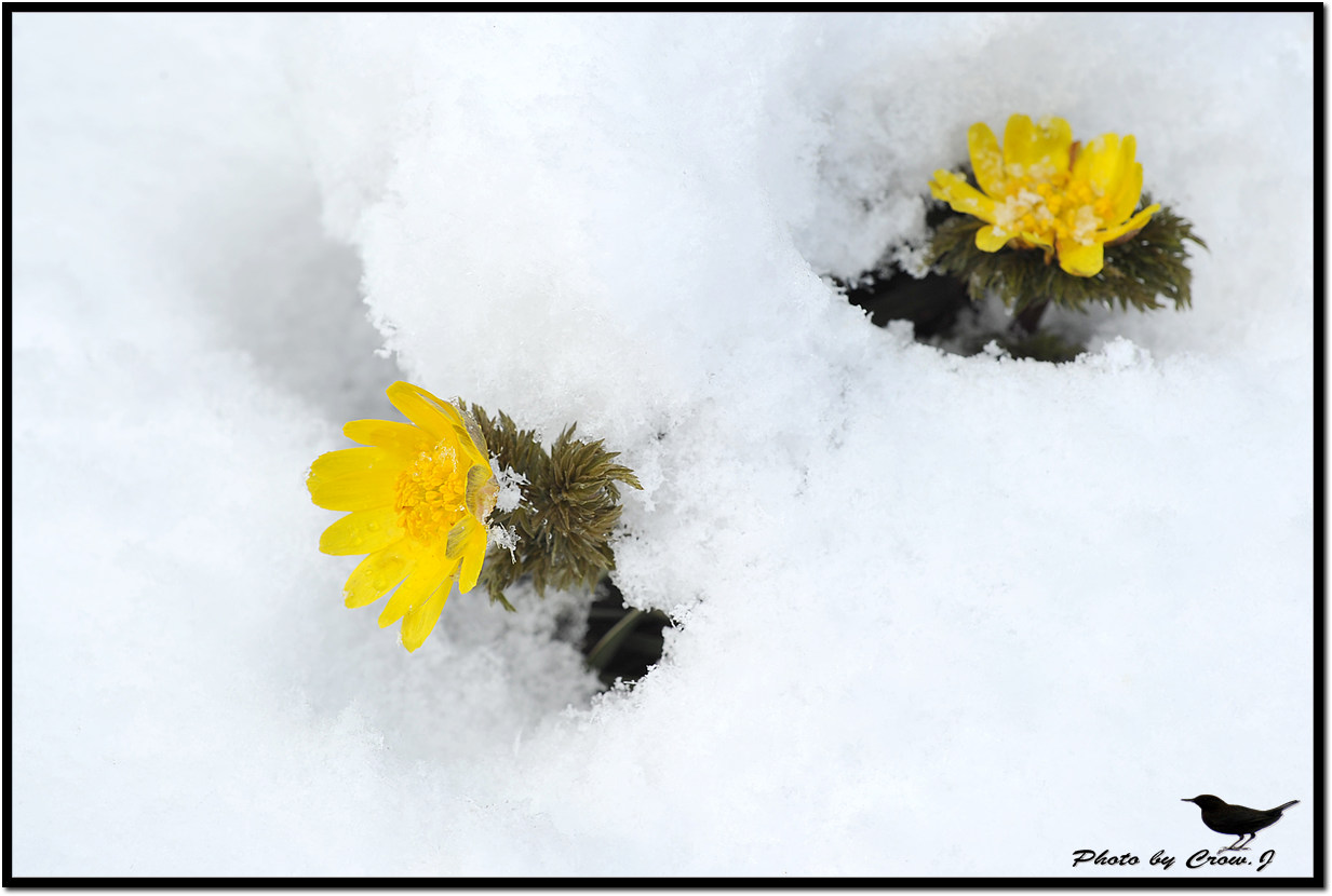 2010.03.18-3-보문산 자락 설중 복수초D3S_6004.jpg