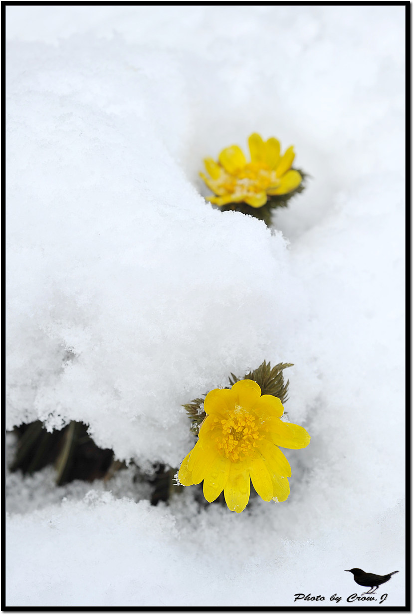 2010.03.18-3-보문산 자락 설중 복수초D3S_6009.jpg