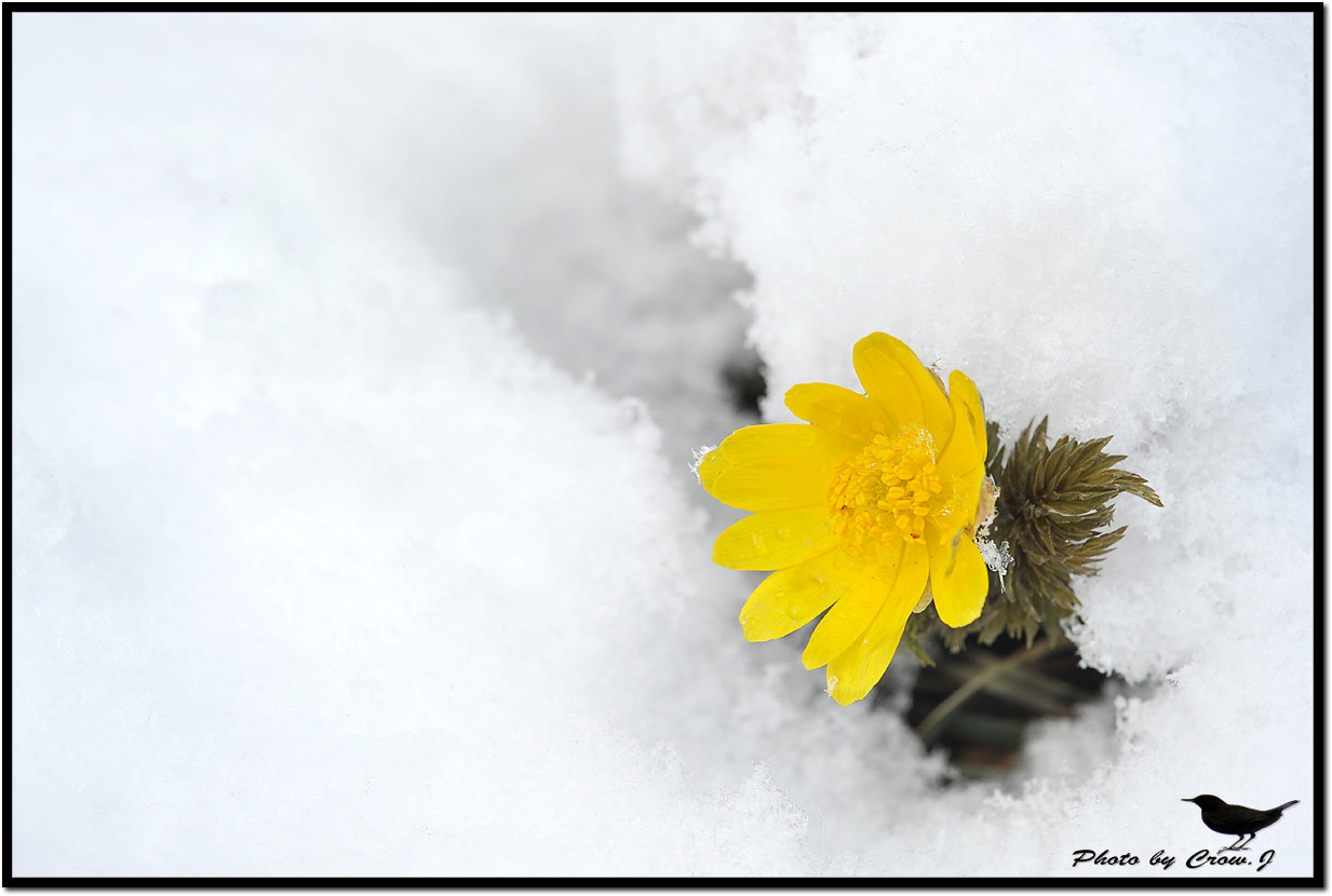 2010.03.18-3-보문산 자락 설중 복수초D3S_6017.jpg