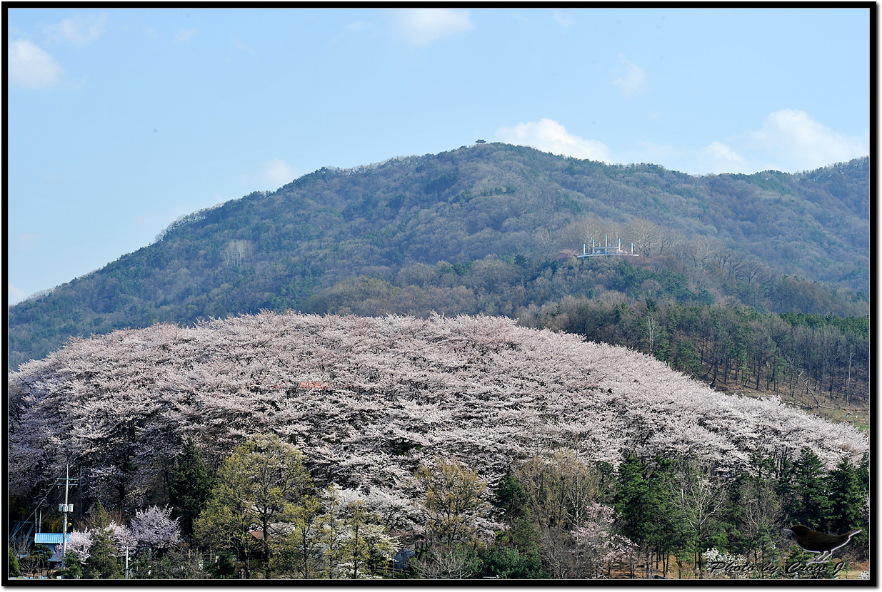 2010.04.13-4-테미공원 벚꽃 전경(성모병원에서)D3S_0556.jpg