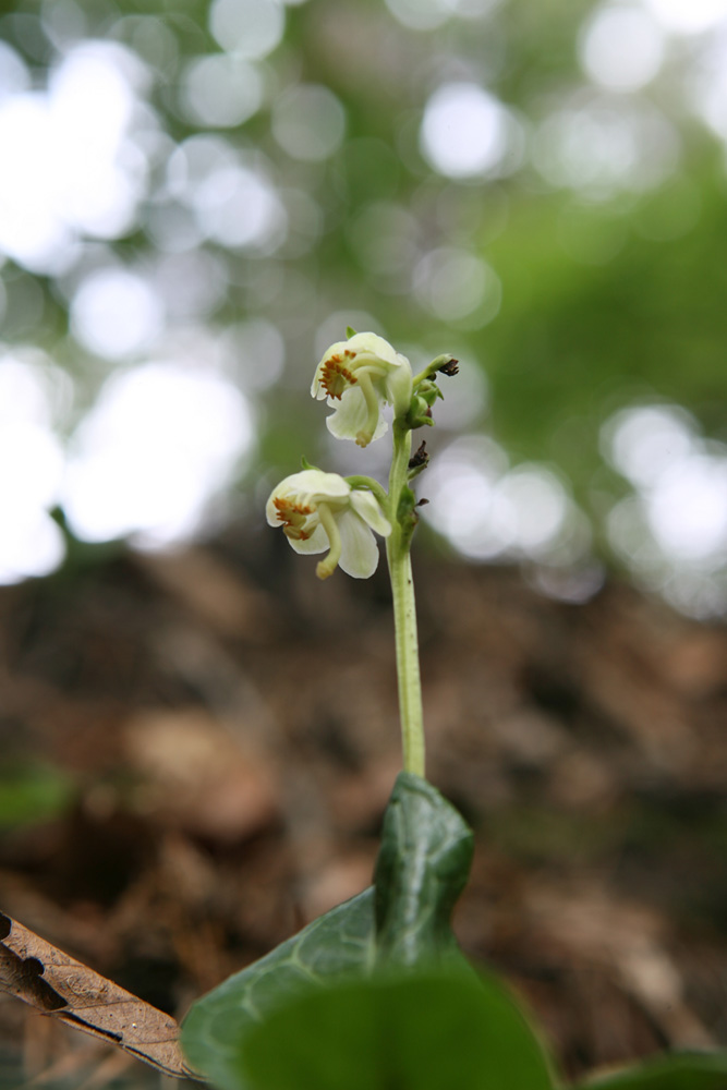 09-06-10 cjd 202-1.jpg