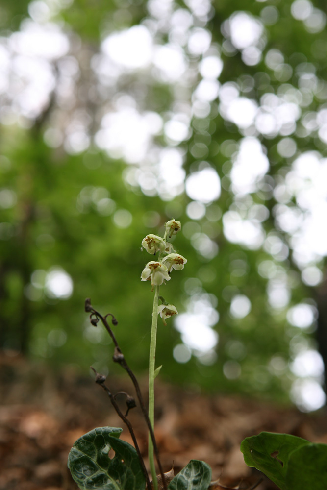 09-06-10 cjd 204-1.jpg