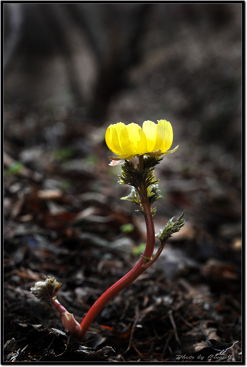 2010.03.13-1-전북 완주군 화암사 복수초D3S_5399.jpg