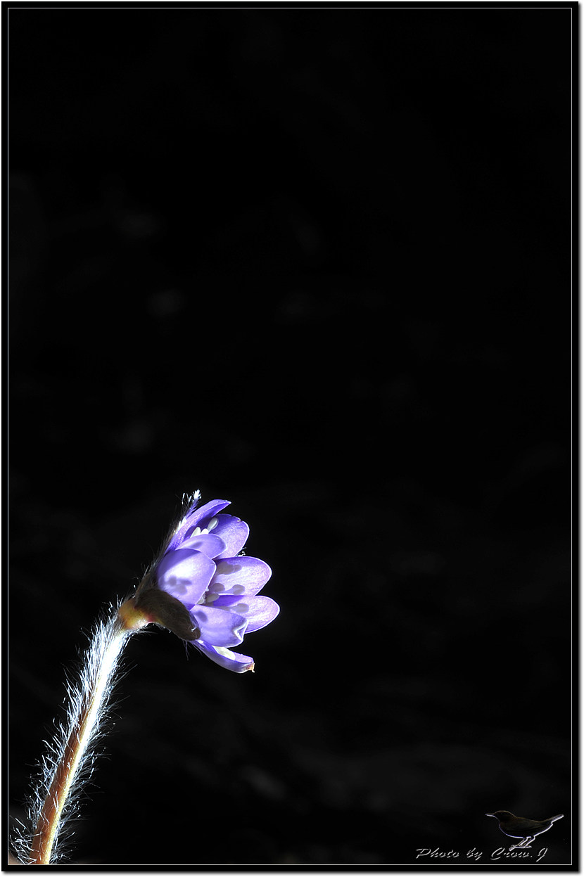 2010.03.13-2-전북 완주군 화암사 노루귀D3S_5453.jpg