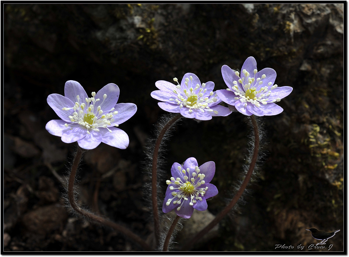 2010.03.13-2-전북 완주군 화암사 노루귀D3S_5505.jpg