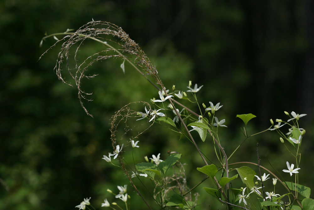 09-06-05 cjd 015-1.jpg