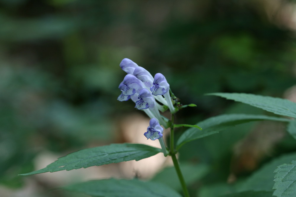 09-06-05 cjd 003-1.jpg