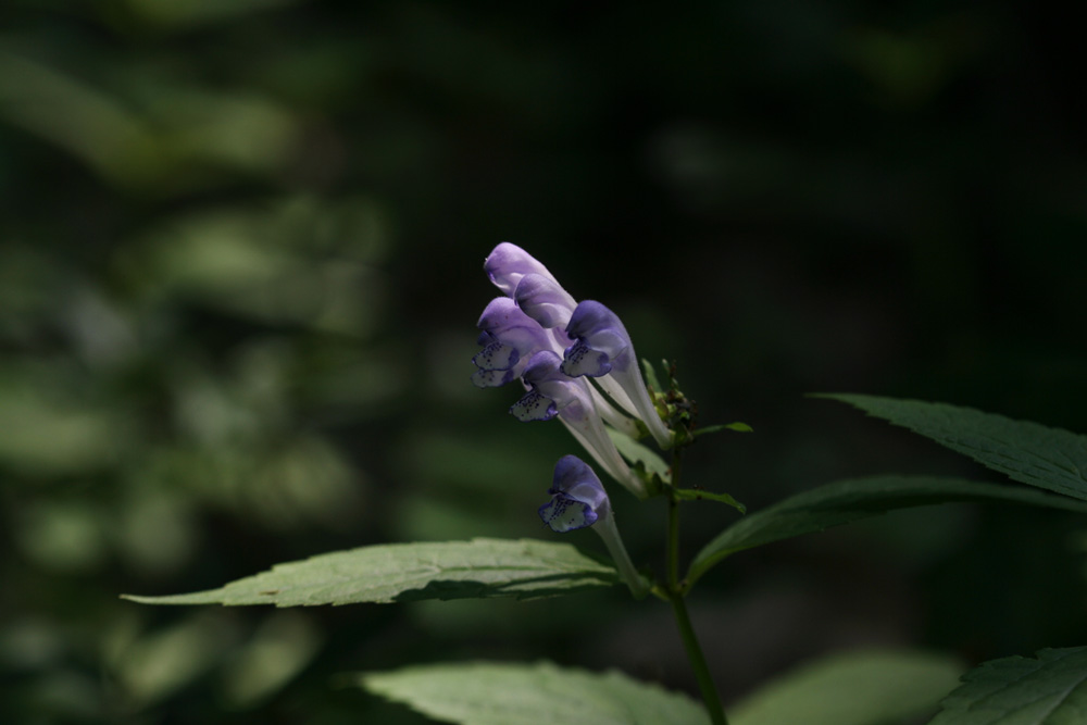 09-06-05 cjd 011-1.jpg