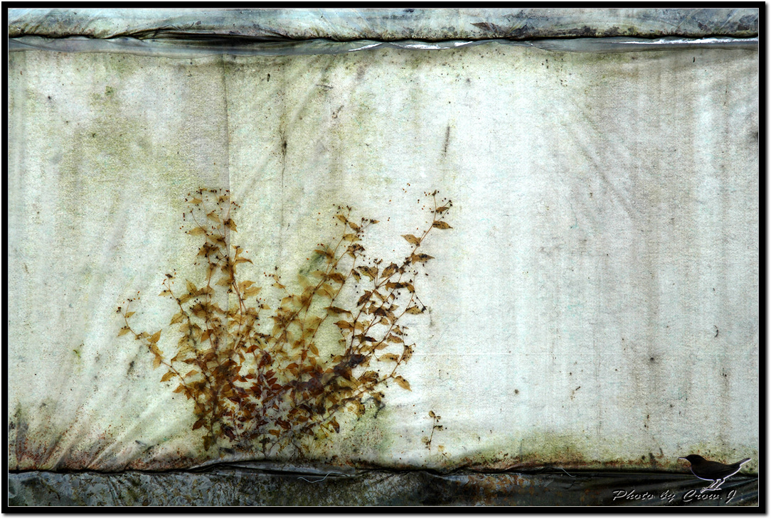 2008.01.01-2-가수원동 화훼포단지D2X_8115.jpg