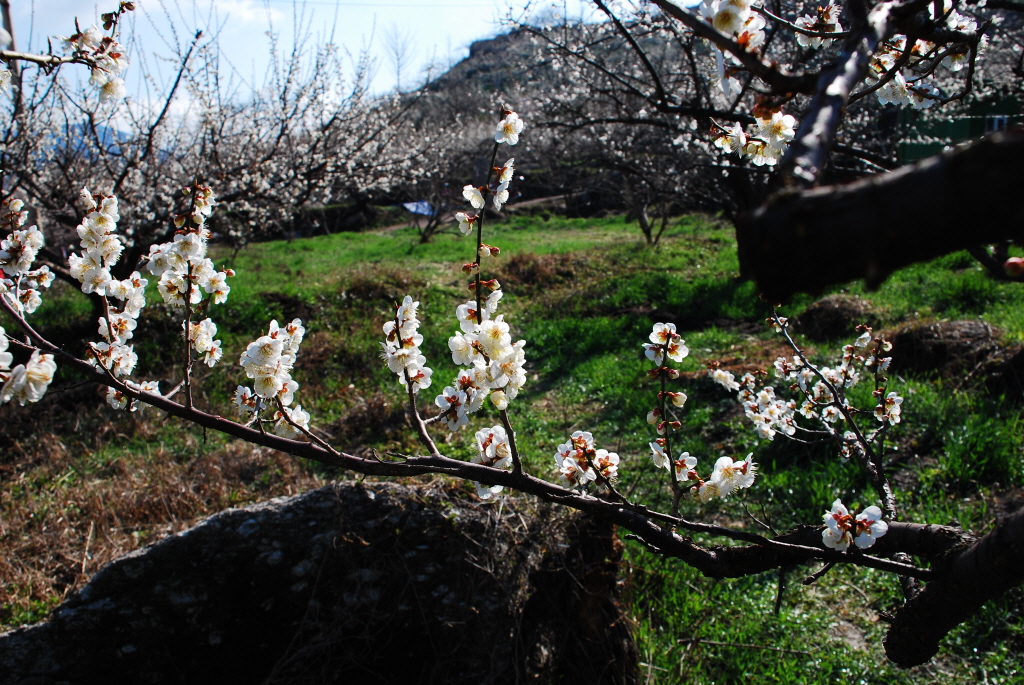 1024-100318 광양 매화마을02.jpg