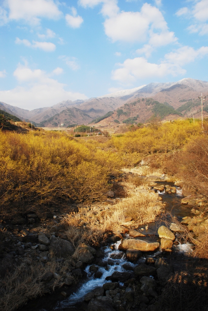 1024-100318 구례 산수유02.jpg