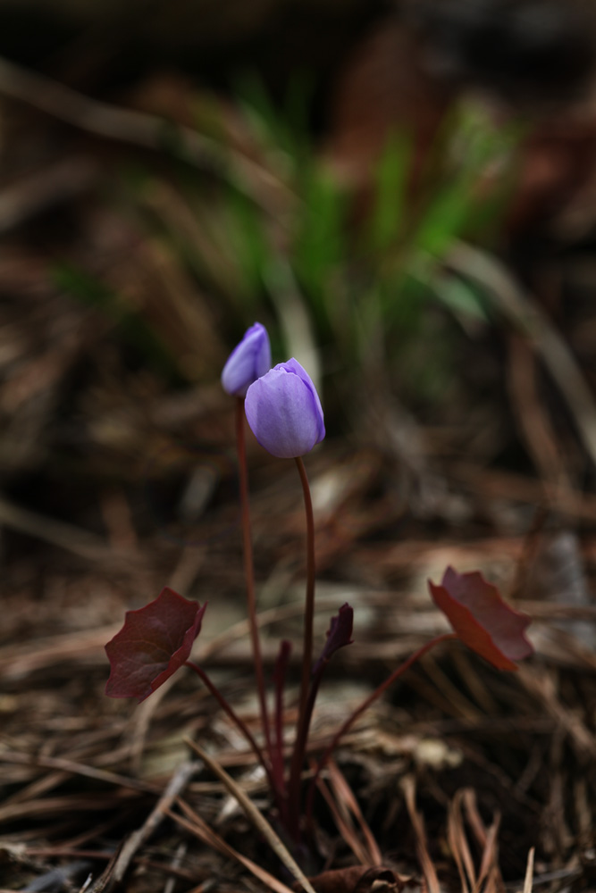 09-03-24 cjd 011-1.jpg