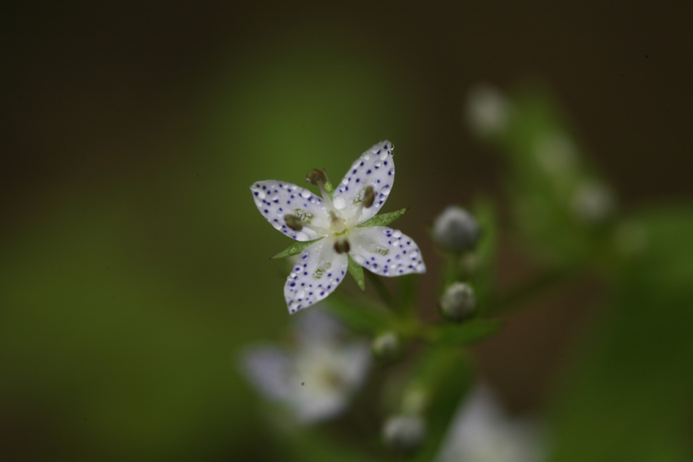 09-08-17 cjd 142-1.jpg