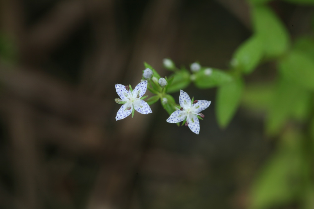 09-08-17 cjd 201-1.jpg