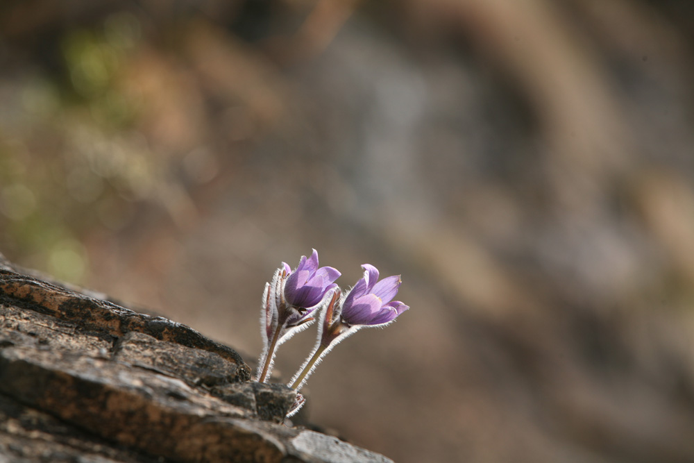 09-04-04 cjd 269-1.jpg