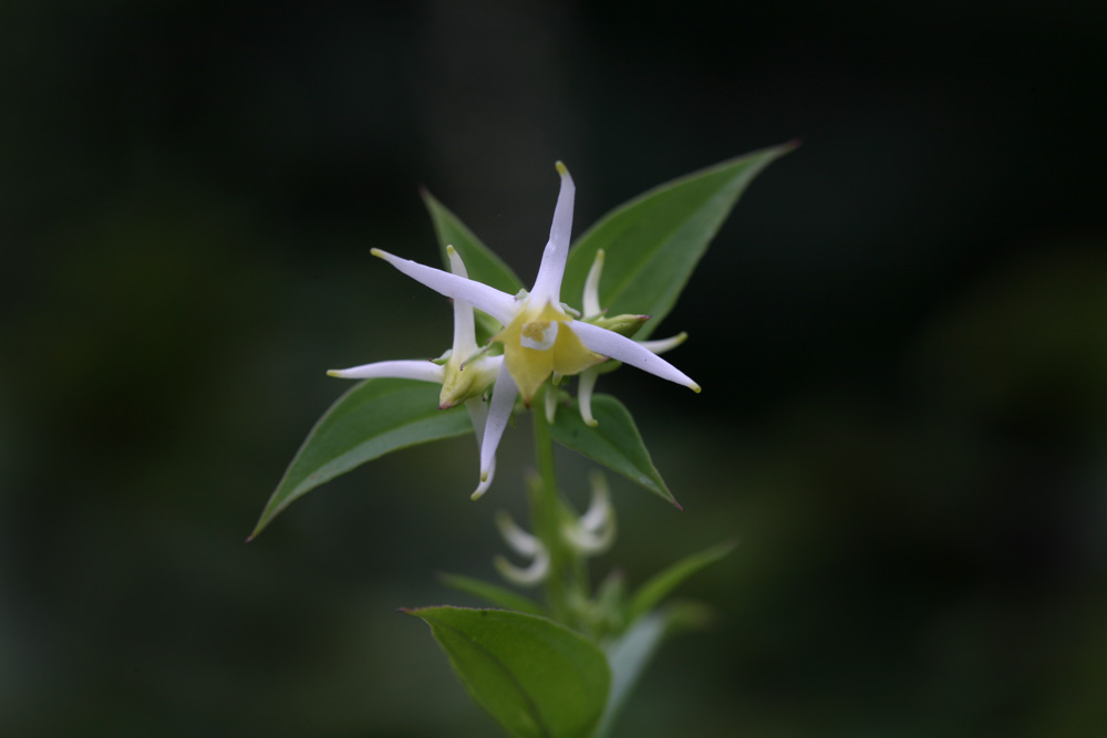 09-08-26 cjd 100-1.jpg