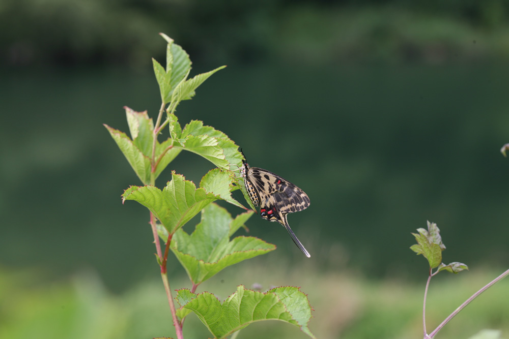 09-07-06 cjd 044-1.jpg