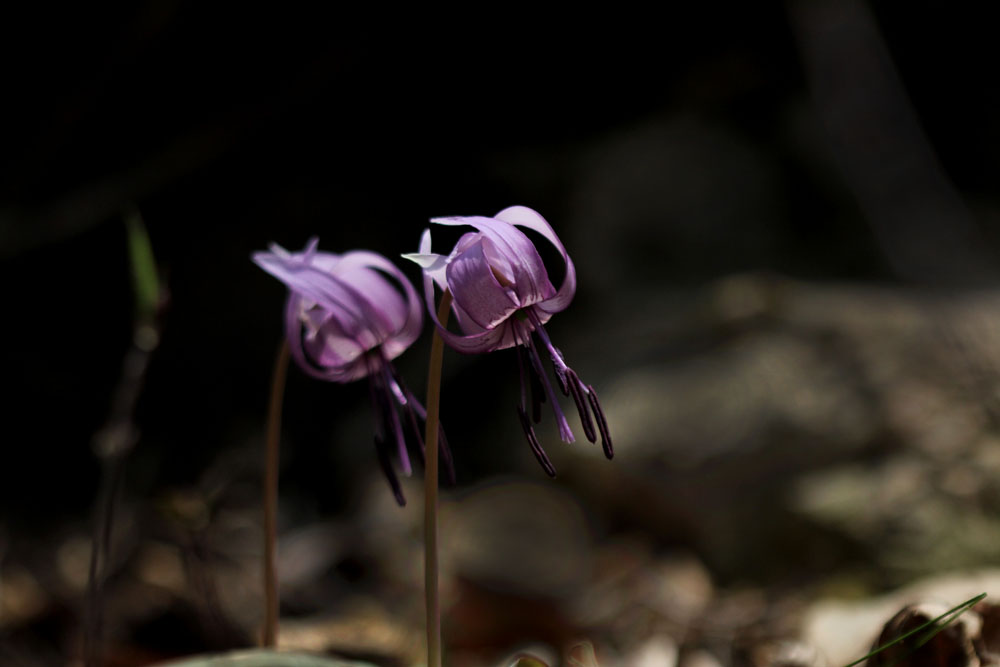 12-03-28 tad 009-1.jpg