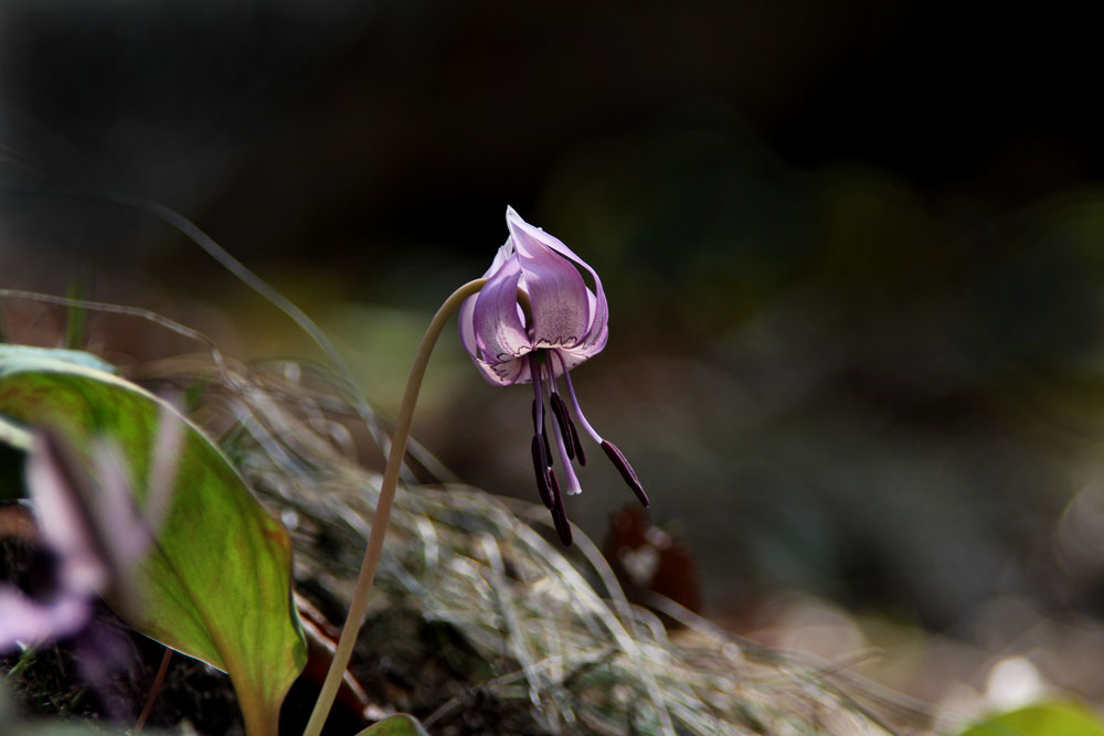 12-03-28 tad 035-1.jpg