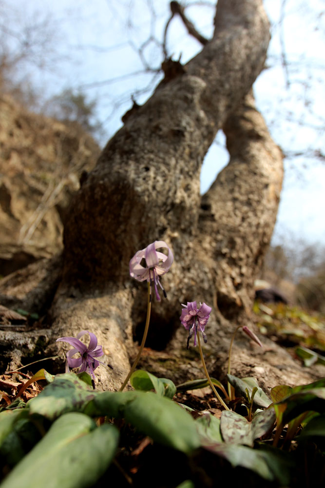 12-03-28 tad 070-1.jpg