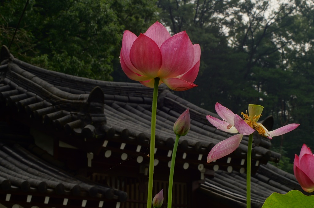 1024 130804 작은연꽃마을686.jpg