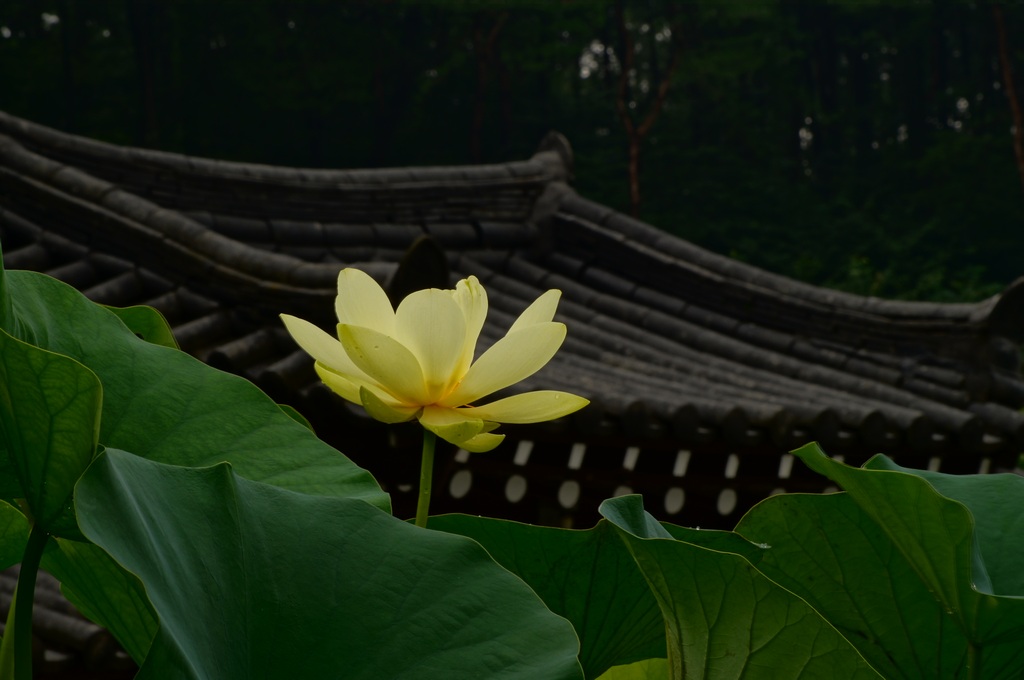 1024 130804 작은연꽃마을680.jpg