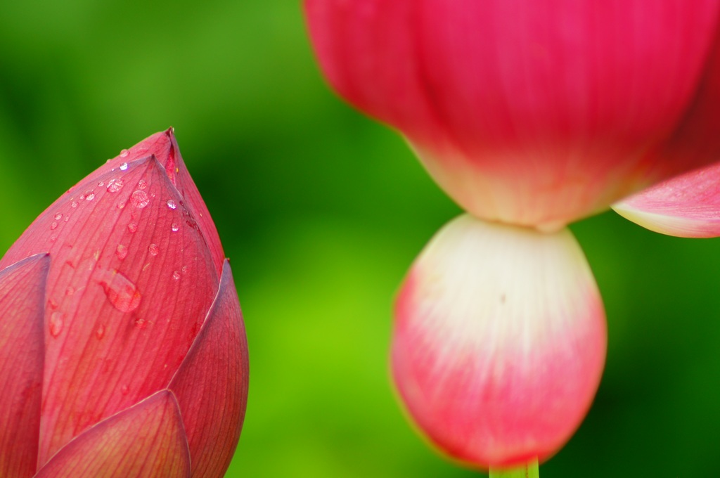 1024 130804 작은연꽃마을623.jpg