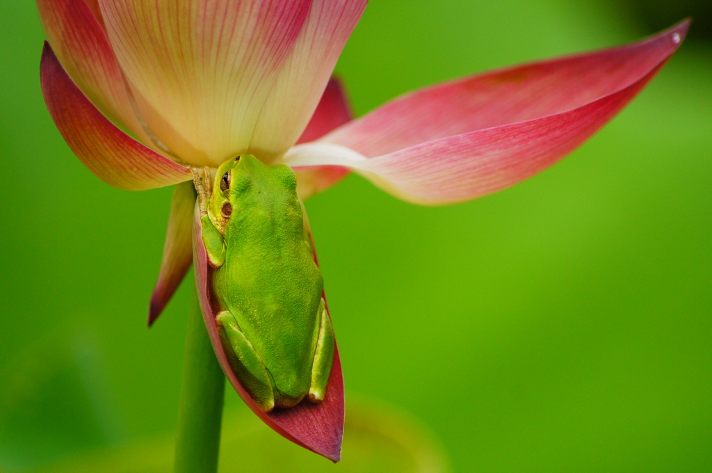 1024 130804 작은연꽃마을600.jpg