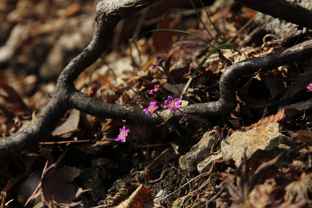 11-02-20 tad 265-1.jpg