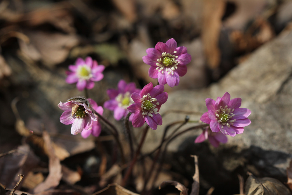 11-02-20 tad 300-1.jpg