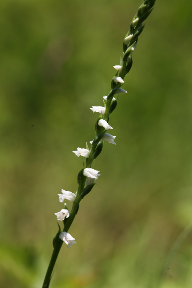 09-06-24 cjd 117-1.jpg