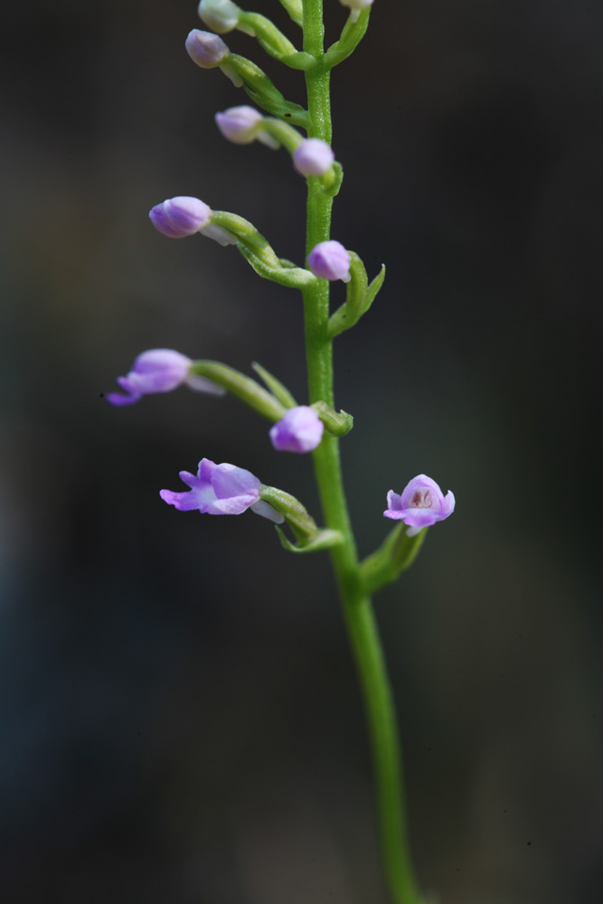 09-06-18 cjd 014-1.jpg