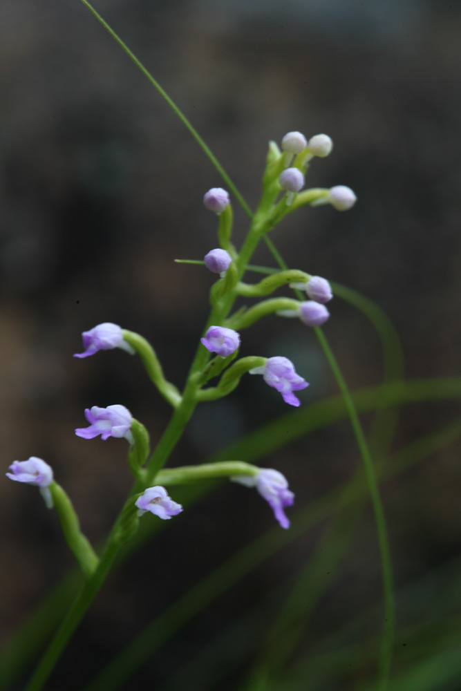 09-06-18 cjd 078-1.jpg