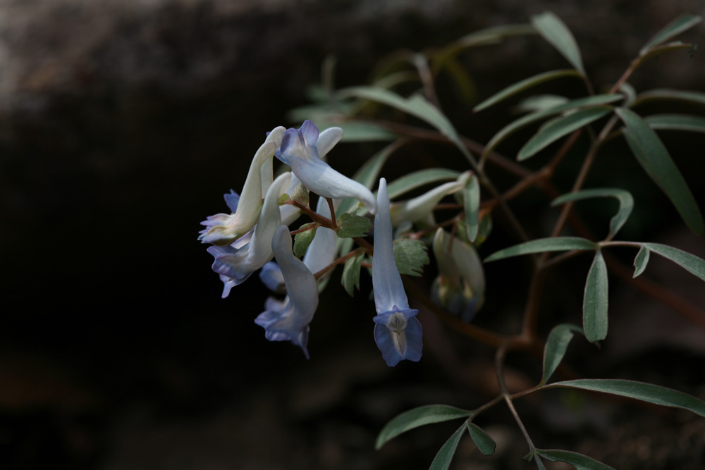 09-03-16 cjd 036-1.jpg